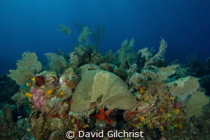 A beautiful reef scenic, Roatan, Honduras. by David Gilchrist 